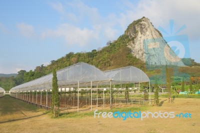 Grape Greenhouse Farm Near Mountain Stock Photo