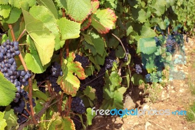 Grape Harvest Stock Photo