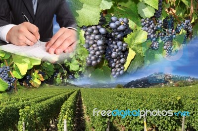 Grape Harvest Stock Photo