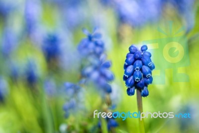 Grape Hyacinth Stock Photo