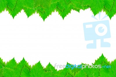 Grape Leaf Frame Stock Photo