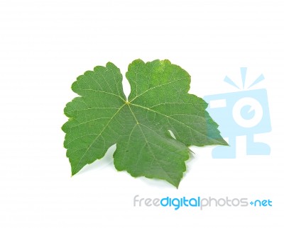 Grape Leaf Isolated On The White Background Stock Photo