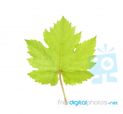 Grape Leaf Isolated On The White Background Stock Photo