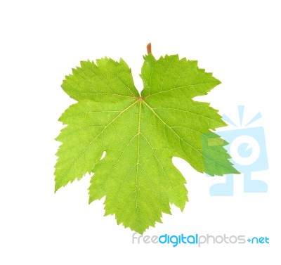 Grape Leaf Isolated On The White Background Stock Photo