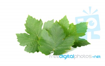 Grape Leaf Isolated On The White Background Stock Photo