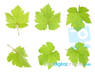 Grape Leaf Isolated On The White Background Stock Photo