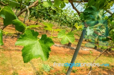 Grape Leaves Stock Photo