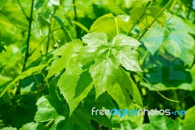 Grape Leaves Stock Photo