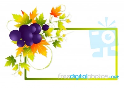 Grape Vine Frame Stock Image