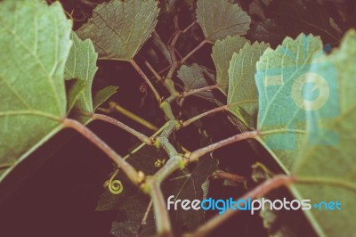 Grape Vine Growing At Night Stock Photo