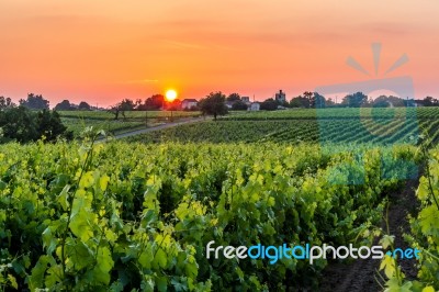 Grape Vines In Brittany Stock Photo