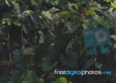 Grape Vines With Hanging Grapes Stock Photo