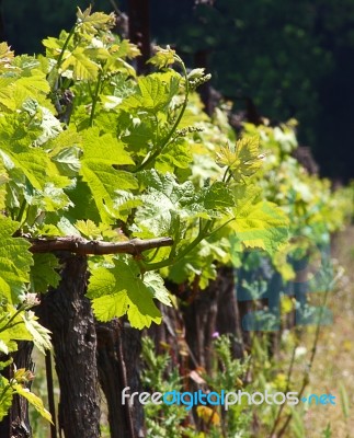 Grape Vines Yard Stock Photo