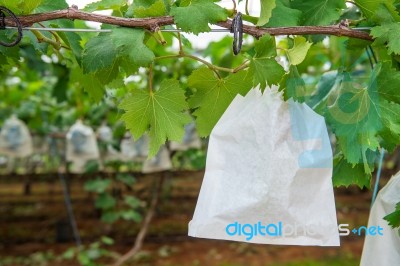 Grape Vineyard Stock Photo