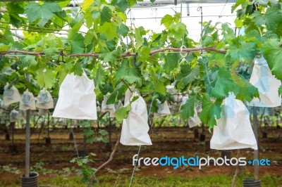 Grape Vineyard Stock Photo