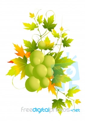 Grapes Stock Image