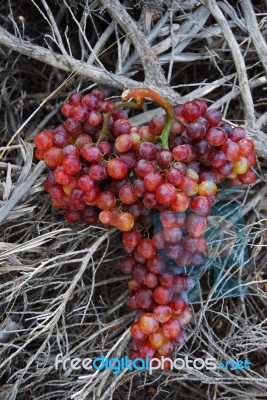 Grapes Stock Photo