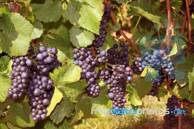 Grapes Stock Photo