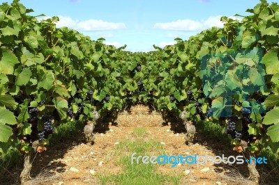 Grapes Stock Photo