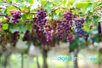 Grapes Stock Photo