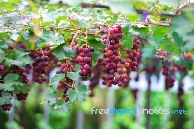 Grapes Stock Photo