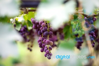 Grapes Stock Photo