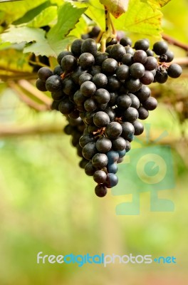 Grapes Stock Photo