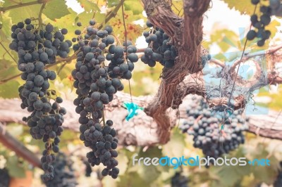 Grapes In Vineyard At Farm For Background Stock Photo