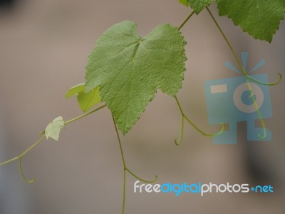 Grapes Leaf Stock Photo