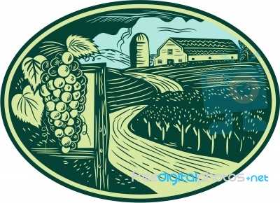 Grapes Vineyard Winery Oval Woodcut Stock Image