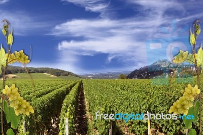 Grapevine Stock Photo