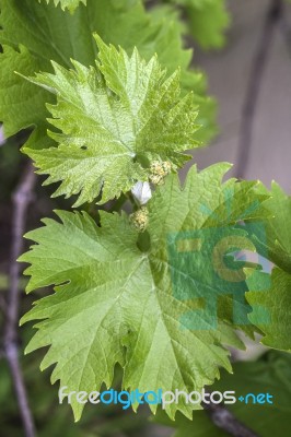 Grapevine Flower Transformation Into A Grape Berry Stock Photo