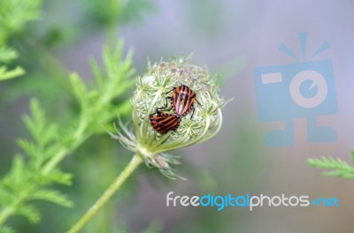 Graphosoma Lineatum Stock Photo