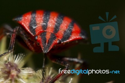 Graphosoma Lineatum Stock Photo