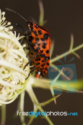 Graphosoma Lineatum Stock Photo