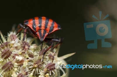 Graphosoma Lineatum Stock Photo