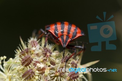 Graphosoma Lineatum Stock Photo