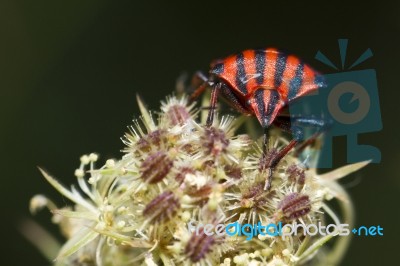 Graphosoma Lineatum Stock Photo