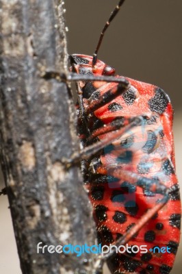 Graphosoma Lineatum Bug Stock Photo