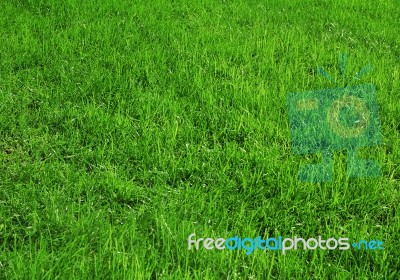 Grass Stock Photo