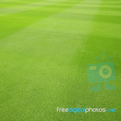 Grass Stock Photo