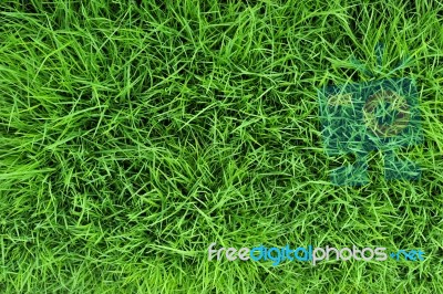 Grass Stock Photo