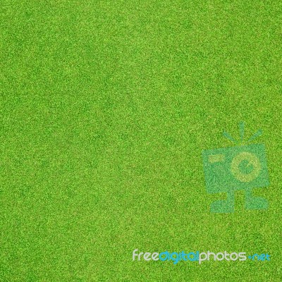 Grass Stock Photo