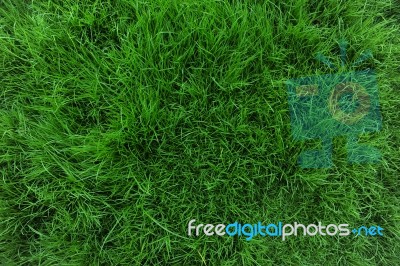 Grass Stock Photo