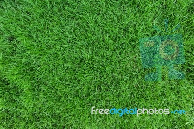 Grass Stock Photo