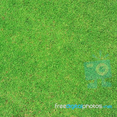 Grass Stock Photo