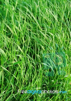 Grass Stock Photo