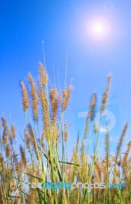 Grass Stock Photo