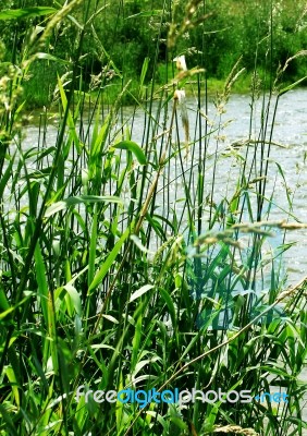 Grass Stock Photo