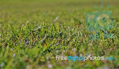 Grass Stock Photo